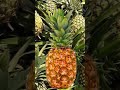 2022年11月20日＃パイナップル#shorts #viralvideo#trending#fruits