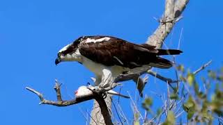Sea Hawk catching a fresh fish