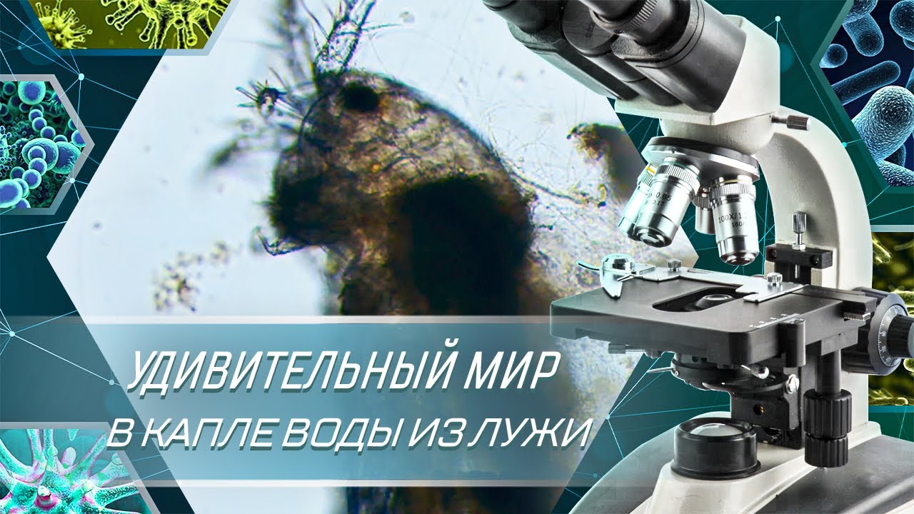 Удивительный мир в капле воды из лужи под микроскопом. Микробы и бактерии под микроскопом.