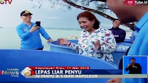Menteri Susi Lepasliarkan 20 Penyu dan 5 Ikan Napoleon di Perairan Natuna - BIS 12/05