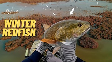 Winter Redfish Madness in Port Aransas: Packed in Mangroves!