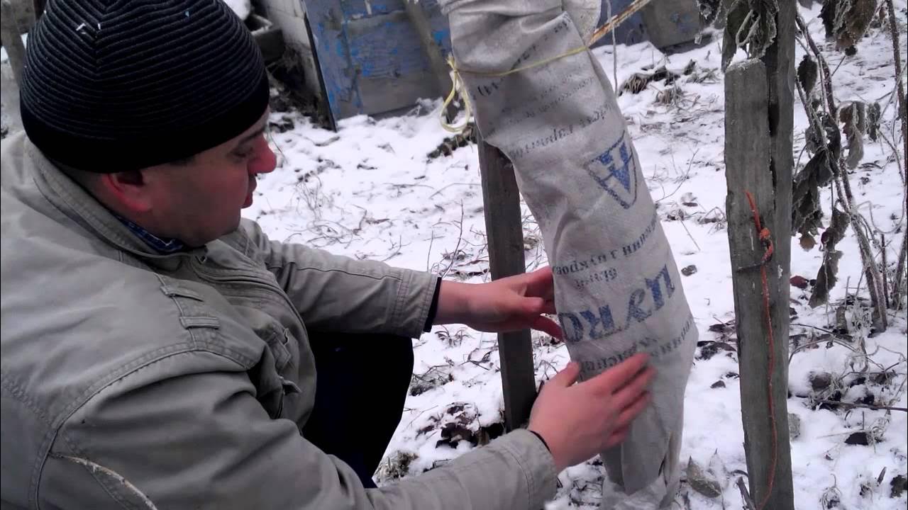 Как укрыть черешню на зиму. Защита саженцев яблони на зиму. утеплить саженцы на зиму. укрытие стволов деревьев. утеплитель для деревьев на зиму.