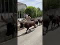 Les taureaux de la manade Martel à Montmirat