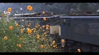 単171レ 横川運転所裏のコスモスその１（碓氷峠シリーズ77）