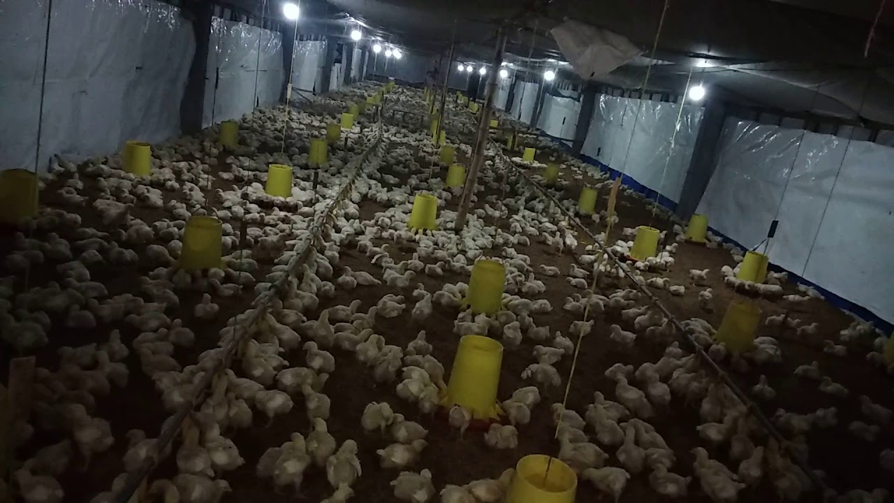 Cara meratakan bobot ayam broiler kandang semi close house 