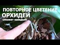 как заставить орхидею цвести?! ПОСМОТРИТЕ КАК ЛЕГКО - это может каждый!