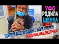 Собака родила всего одного щенка. Мальчик или Девочка? Первый день жизни щенка Американский Булли