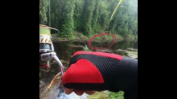 Câu cá lóc rừng U Minh Hạ P.33 | Táp hụt táp rượn thêm và cái kết lên bờ #cauca #docaungokhanh