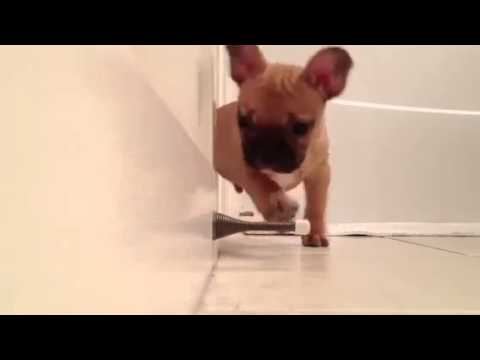 Nieuwsgierige puppy ontdekt deurstop.