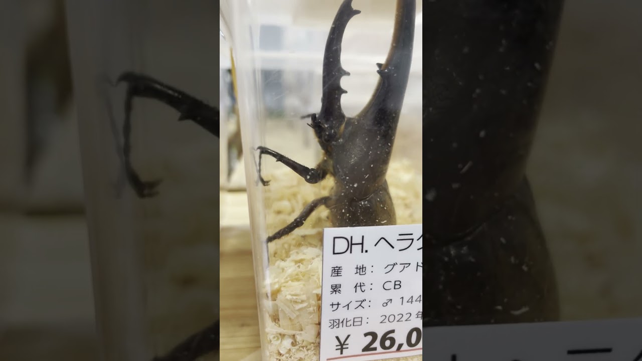 Exotic Bugs! Beatles for Sale in Japan