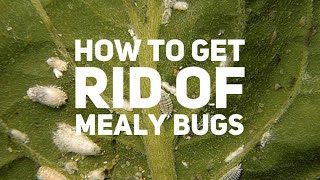 We&#39;ve Got Bugs!! How To Get Rid Of Mealy Bugs!