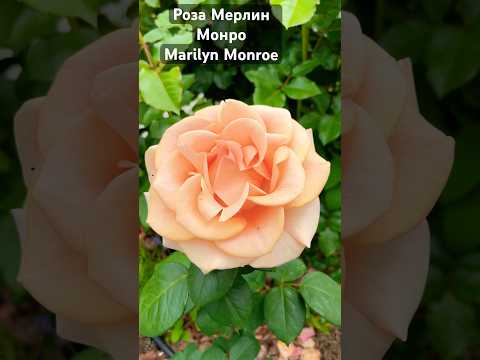 Роза Мерлин Монро Marilyn Monroe #gardenplants #сорт #розы #rose #цветы #shorts