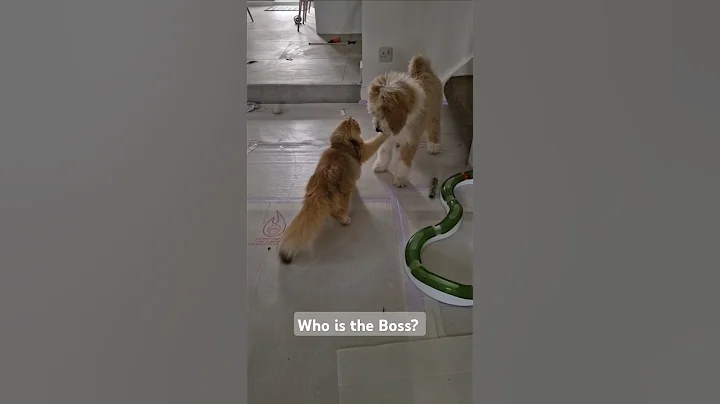 Watch the video about British longhair kitten VS Bernedoodle puppy #kitten #puppy