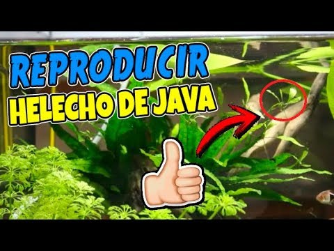 Video: Java Fern Care – Cómo hacer crecer un helecho de Java en una pecera