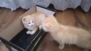 Cute kittens don't want to leave the box. by StreetWorld Cats 394 views 3 years ago 2 minutes, 12 seconds