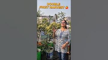 #fruitharvesting #starfruit #orange #homegrown #naturalhappiness #smallsteps #gardenjoy #trending