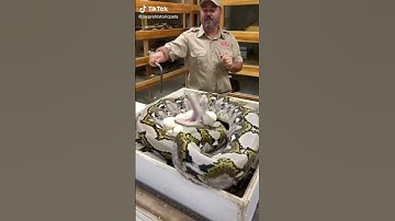 #snakes #animals #reptiles #discovery #python #snakes (2)