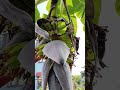 Grow Bananas at Home: Easy Steps!