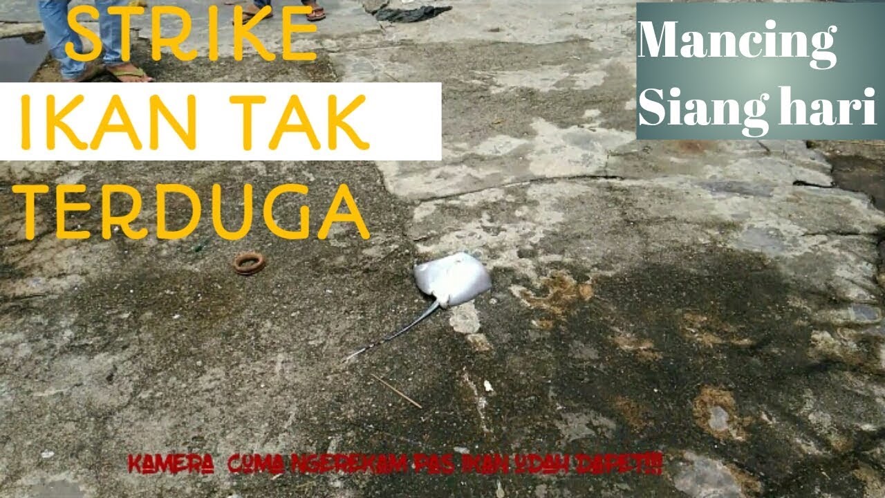 Biasanya ditempat ini yang ada cuman kepiting, tapi enggak kali ini