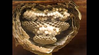 The inside of a wasp nest