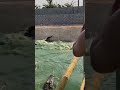 This Duck have better diving skill than Crocodile