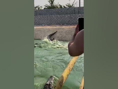 this-duck-have-better-diving-skill-than-crocodile