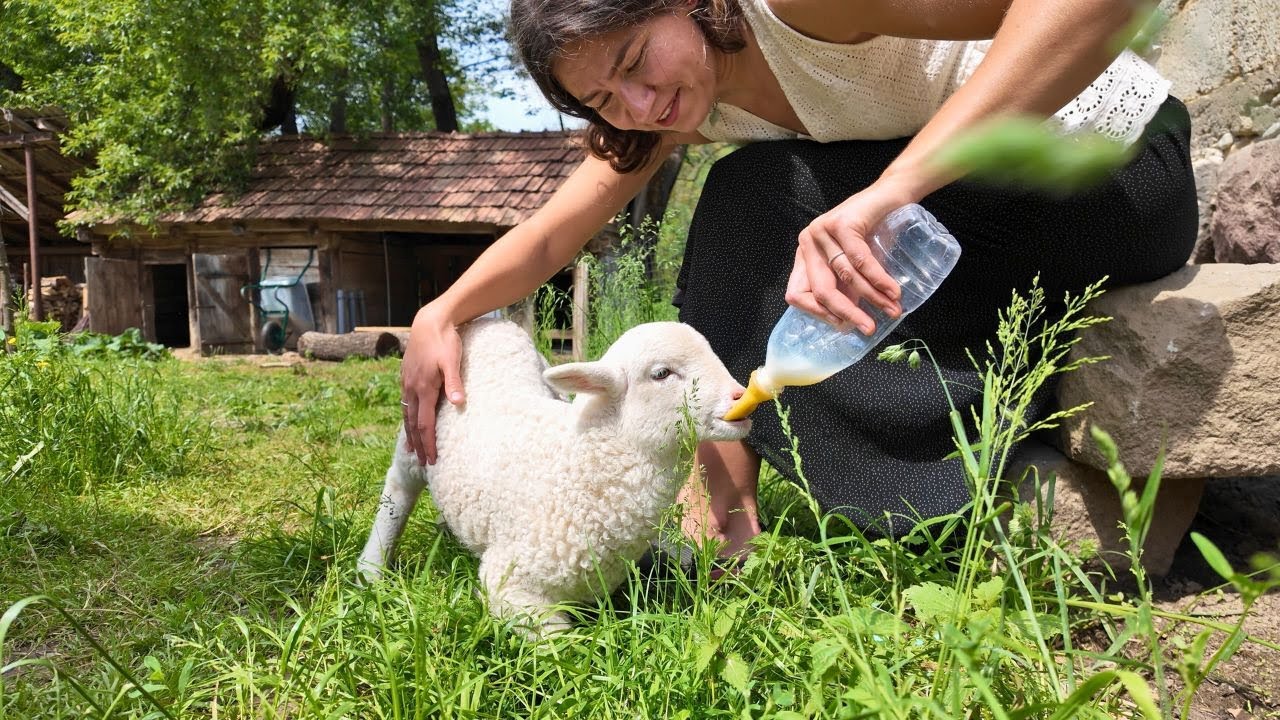Credeți sau nu, AGHIASMA a salvat mieluța! 🙏 Grădinărit, coropișnițe și aventuri la țară