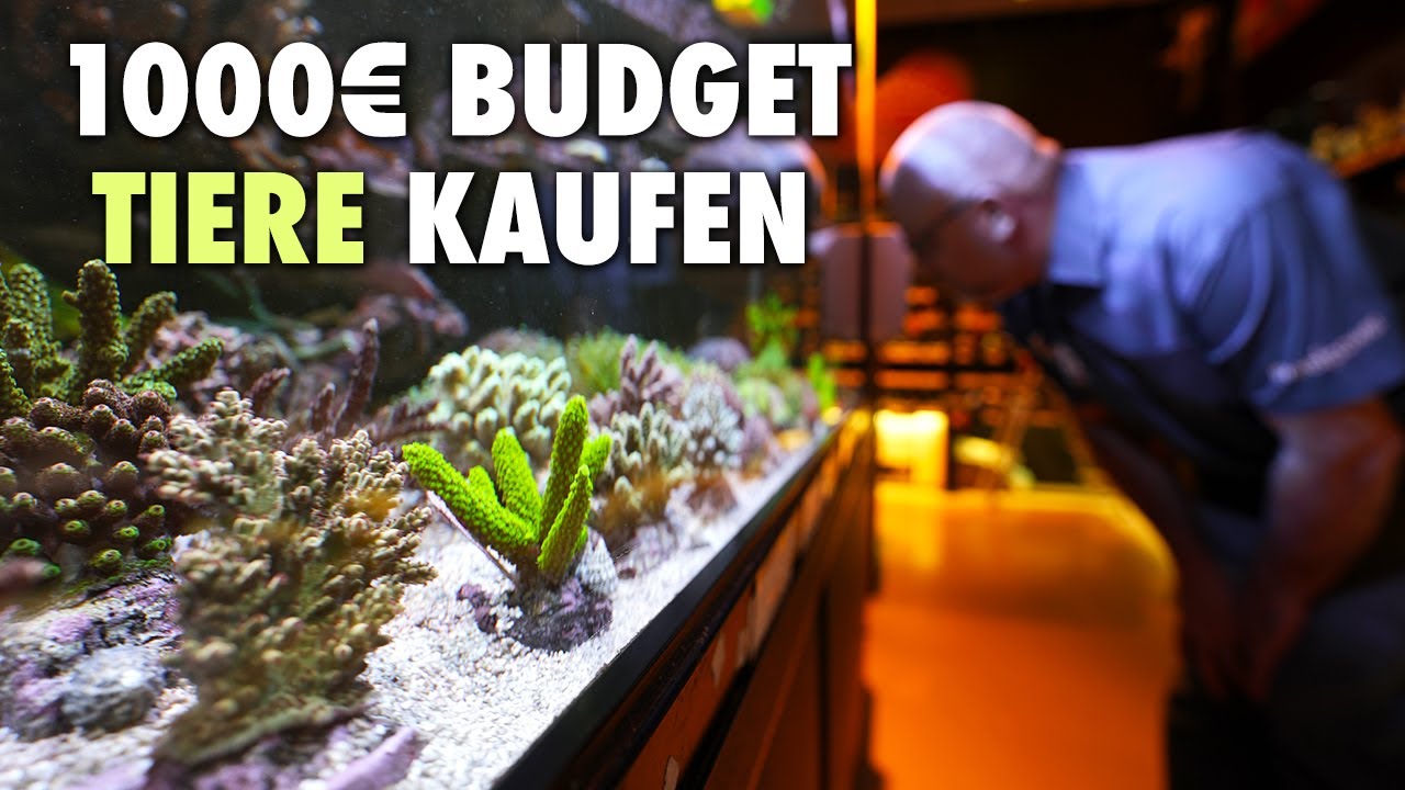 Was kommt in unser AQUARIUM? - Diese Tiere würde Claude für das Komplettset kaufen