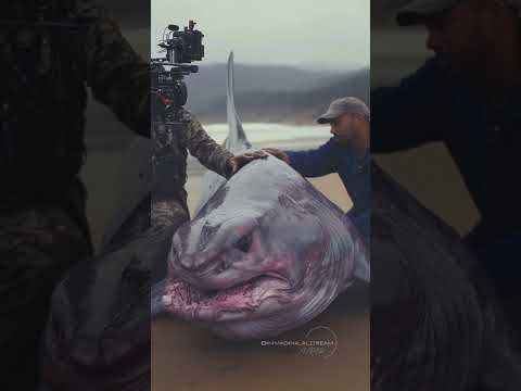 Face to Face with a Goblin Shark 😱 | Deep Sea Mystery & Extreme Adventure 🌊🦈 #shark #deepsea