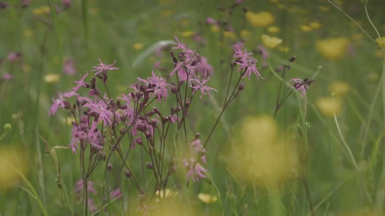 Gorička krajina: travniki