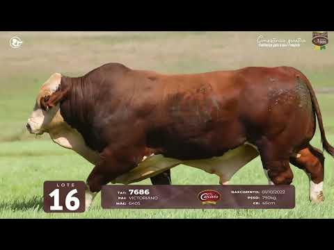 LOTE 16 - TAT 7686 M Braford