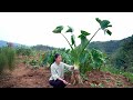 Biggest Taro Ever Harvested in the Montain over the Past Two Years!