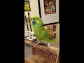 Parrot laughs and coughs like a maniacal woman