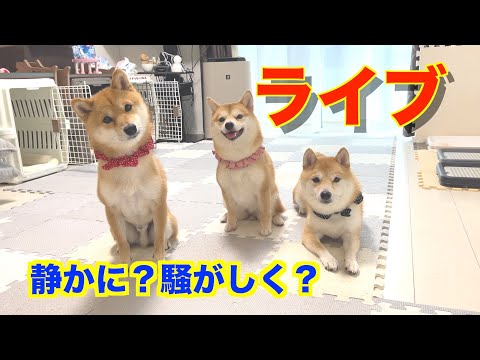 豆柴4兄妹の一生〜豆・幾・凛・竜の歩み〜 - YouTube