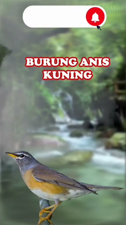 SUARA BURUNG ANIS KUNING