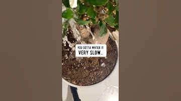 Bonsai Tips | How to Keep a Bonsai Alive | creative explained