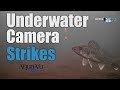 Underwater camera fish strikes