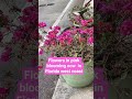 Flowers bloom in pink in Florida west coast