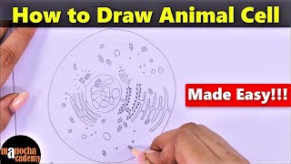 How to Draw Animal Cell
