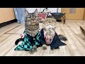 猫に「鬼滅の刃」のコスプレさせたら可愛さ爆発した件