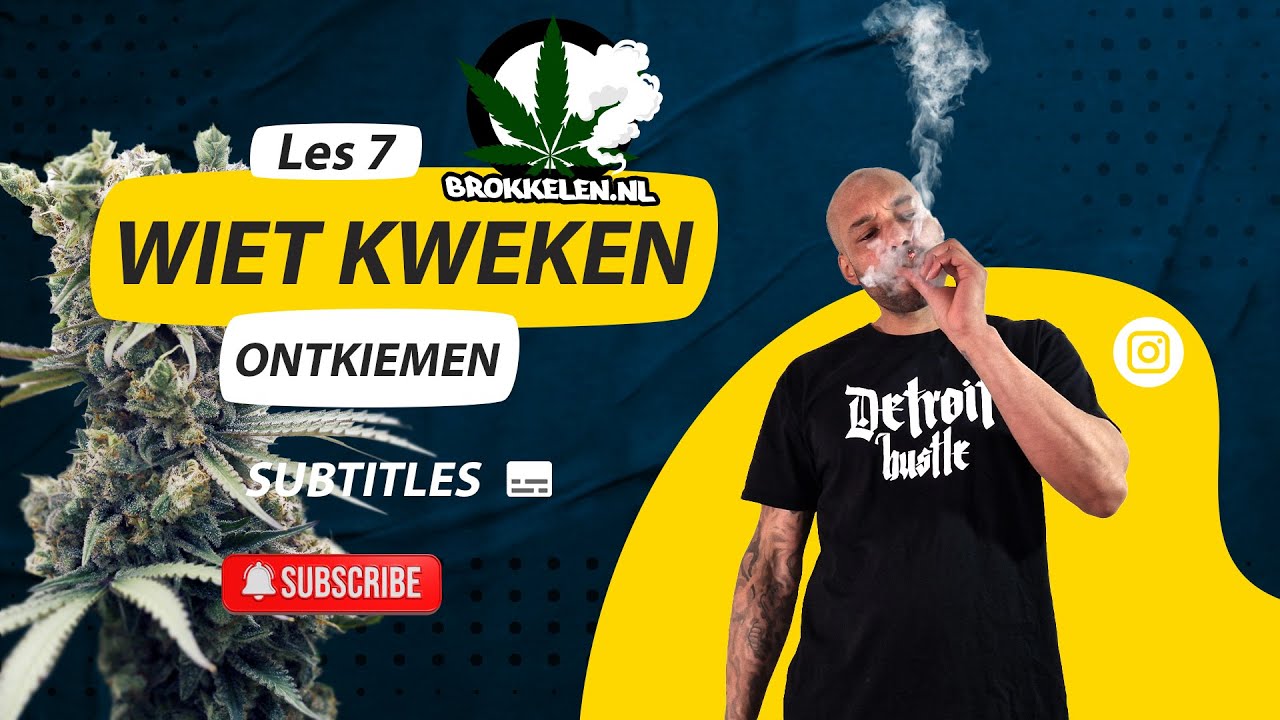 Hoe je Wietzaden Ontkiemen. Indoor Kweken Voor Beginners - Subtitles