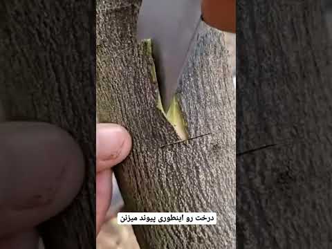 تصویری: تولید چکمه نمدی: فناوری و تجهیزات