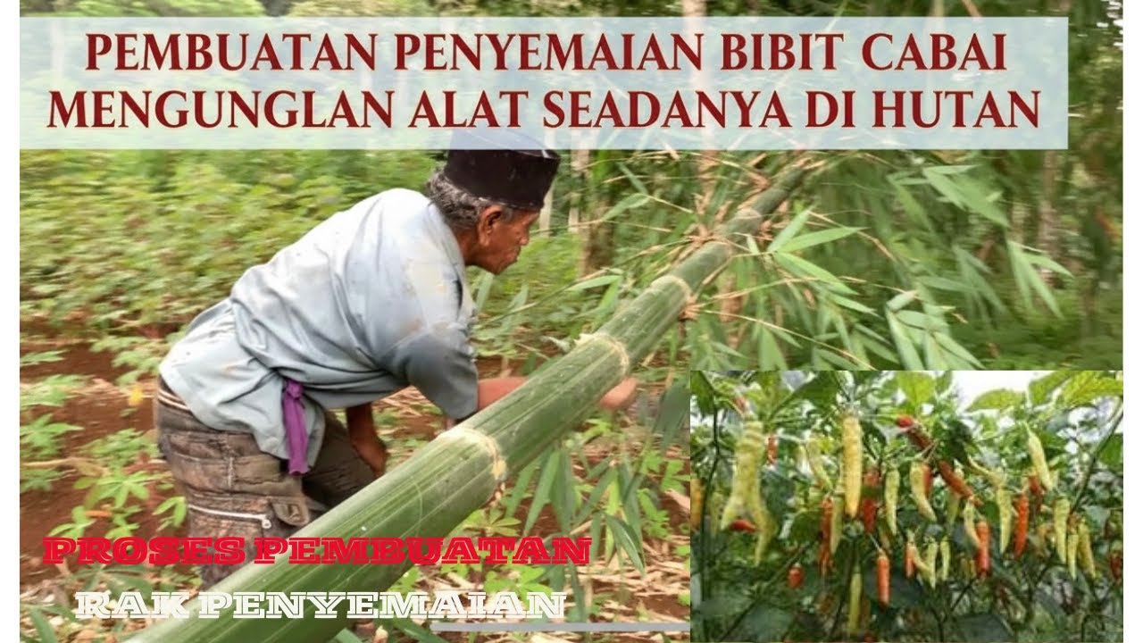 "RAHASIA PETANI HUTAN: Rak Persemaian Bibit cabe Anti Gagal dari Bahan Alam" PART 3