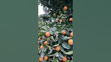 Có rất ít Quất Lục Bình Tết 2022. Vì rất tốn công uốn.