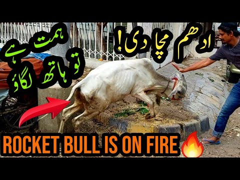 Out of Control Bull Ne Pagal Kar Diya UNLOADING Ke Bad UDHAM Machadi Bakra Eid Special Qurbani Cow