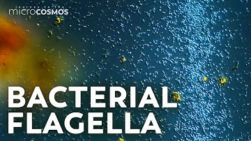 Why Do Bacteria Move Like Vibrating Chaos Snakes?