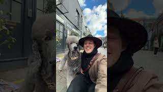 Falling in love in Notting Hill #dogshorts #pets #cutedogs #poodle #poodledogs #dog #doglife
