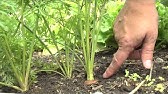 Tasting of the Rainbow 09/16 - Yellow Watermelon - YouTube