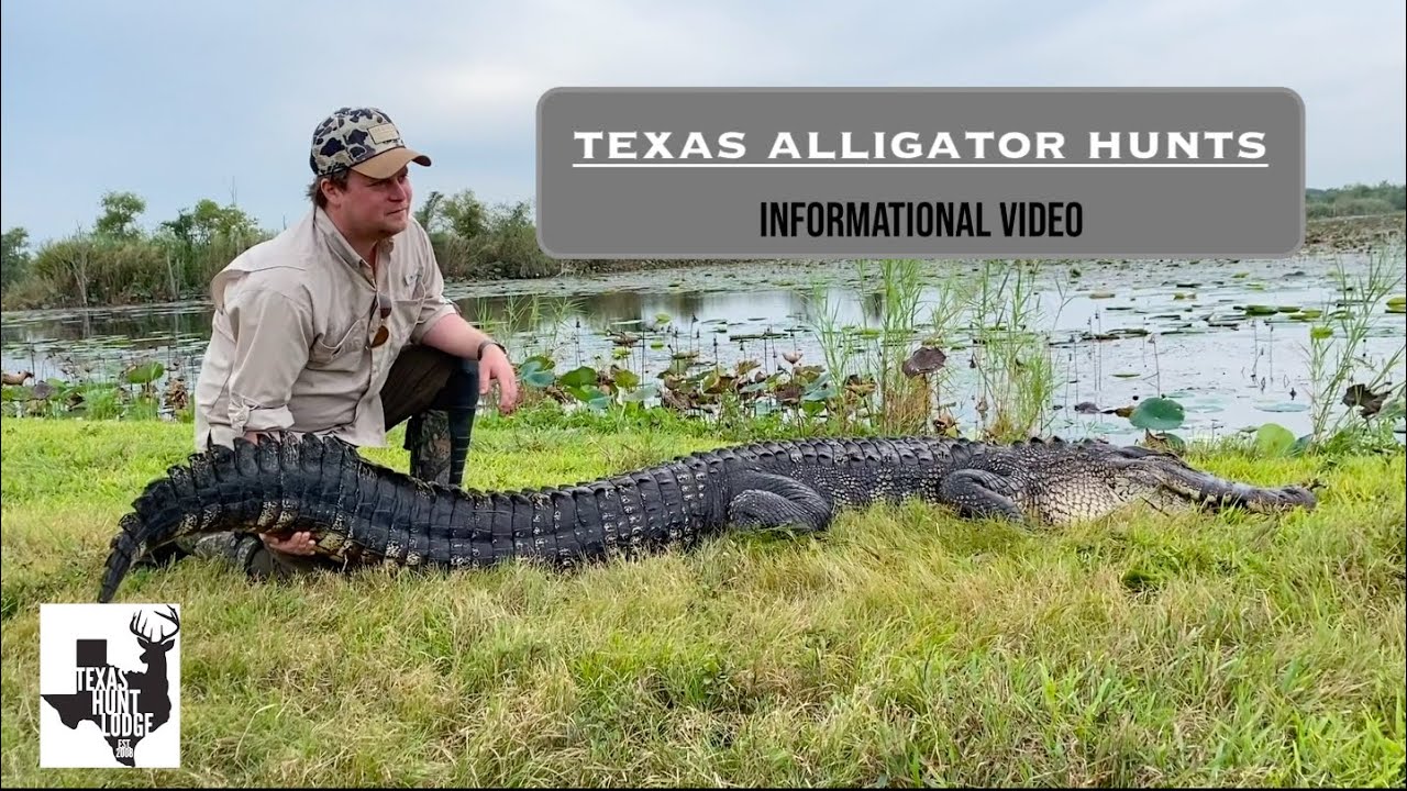 Texas Alligator Hunting With Texas Hunt Lodge Informational Video texas-alligator-hunting-with-texas-hunt-lodge-informational-video
