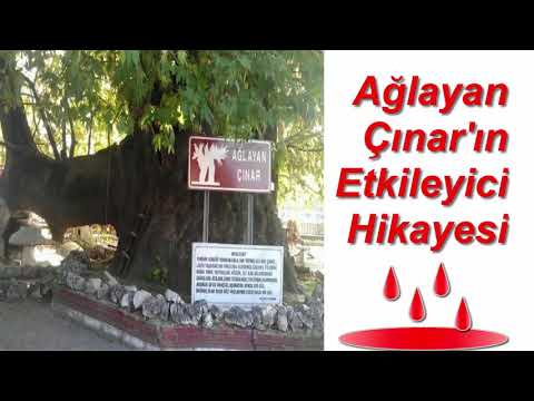 Ağlayan Çınarın Etkileyici Hikayesi